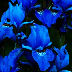 Flora - Petits iris bleus