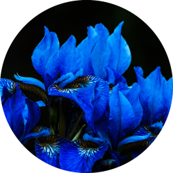 Flora - Iris bleus