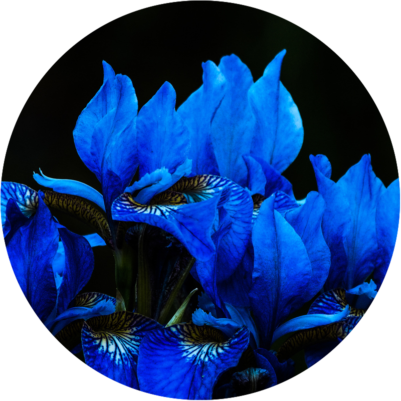 Flora - Iris bleus