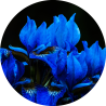 Flora - Iris bleus