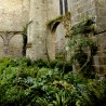 Nature au cloître - Léhon