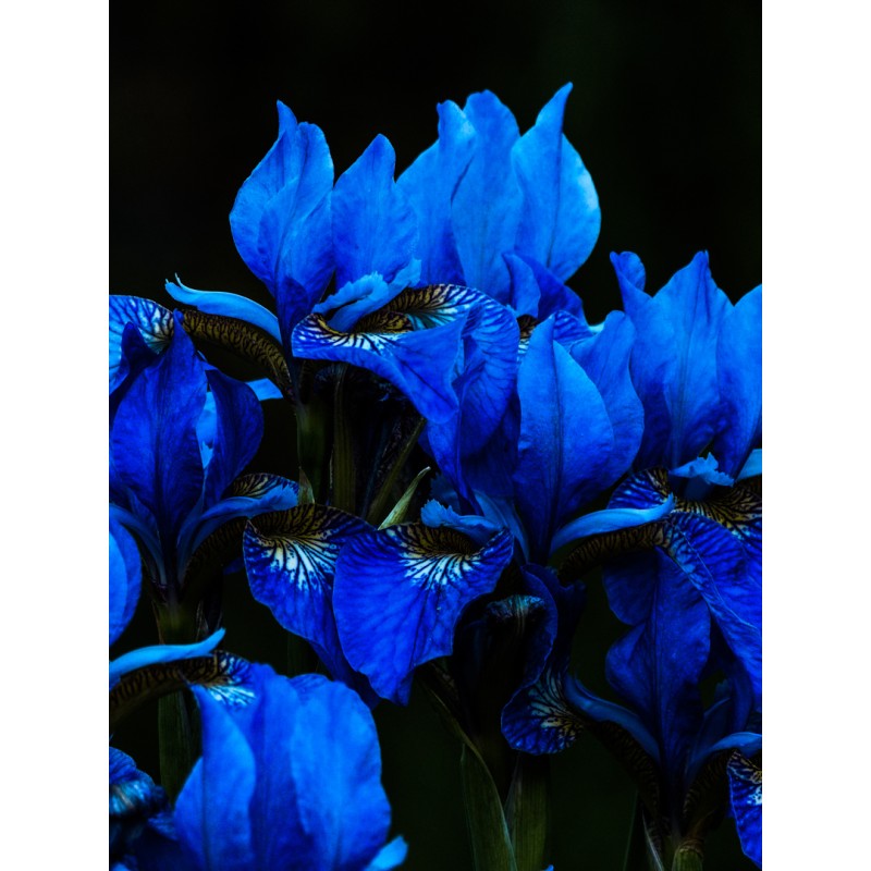 Iris bleus