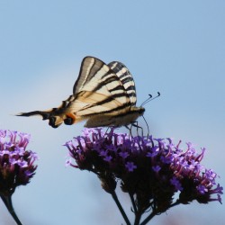 Giverny - Le Machaon