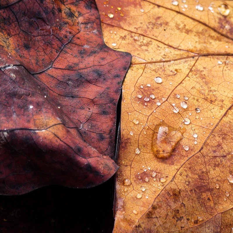 Texture - Feuilles d'automne I